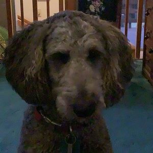 Meet your Posher, Donna